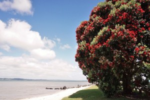 031 Shelly beach