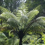 055 fern trees