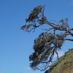 142 Tree at Pakiri