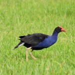 159 Pukeko