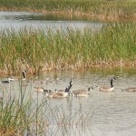 209 lake Rerewhakaaitu