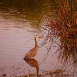 229 lake Rerewhakaaitu