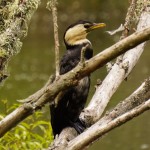 246 lake Rerewhakaaitu