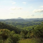 255 green sheep country towards Taumarunui