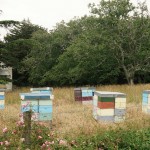 401 Bee hives