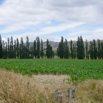 435 Maize out of Masterton