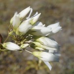 568 white flower