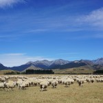 899 sheep at the key SH 94