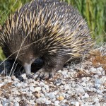 A046b Echidna