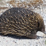 A046d Echidna