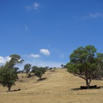 A059 cows in the shade