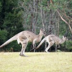 A075b Kangaroos Tom Groggin camp