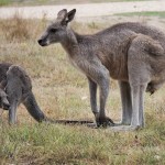 A075e Kangaroos Tom Groggin camp