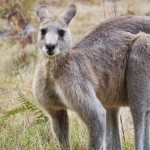 A075j Kangaroos Tom Groggin camp