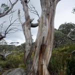 A120 snow gum