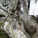 A121 snow gum