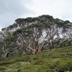 A123 snow gum