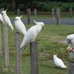 A323 birdlife at Bundeena Campground