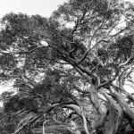 bw snow gum