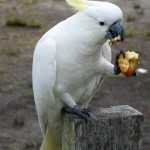 A322 birdlife at Bundeena Campground