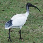 A325 birdlife at Bundeena Campground