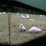 A326 birdlife at Bundeena Campground