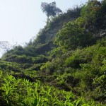 V406 Hoang Thu Pho, Waterfall