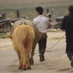 V491 Bac Ha Market