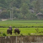 V565 around Tam Duong