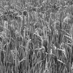 bw rice field