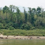 L239 on the Mekong