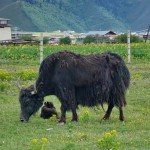 C690 Shangri-La Grassland