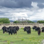 C692 Shangri-La Grassland